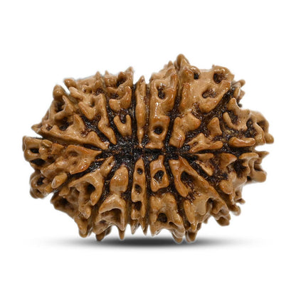 14 Mukhi Rudraksha 25.3 M.M.