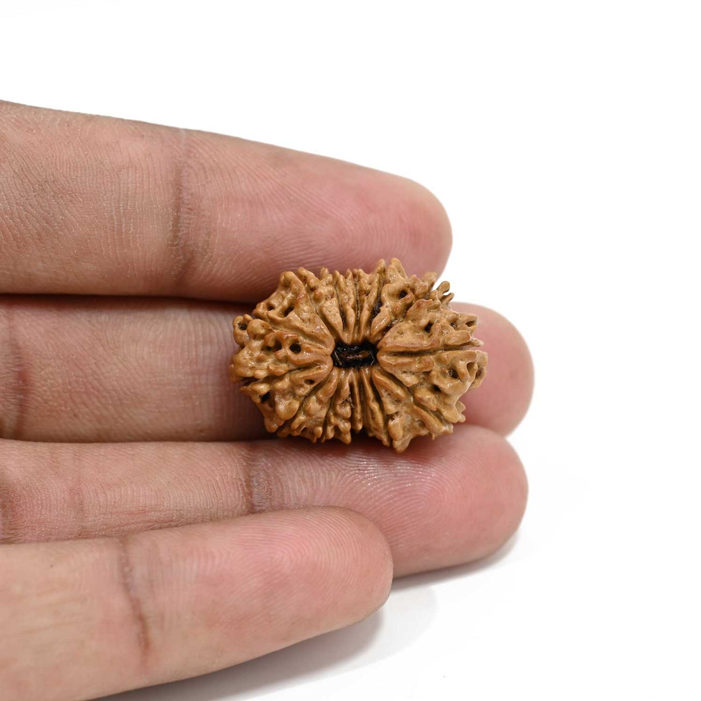14 Mukhi Rudraksha 25.3 M.M.