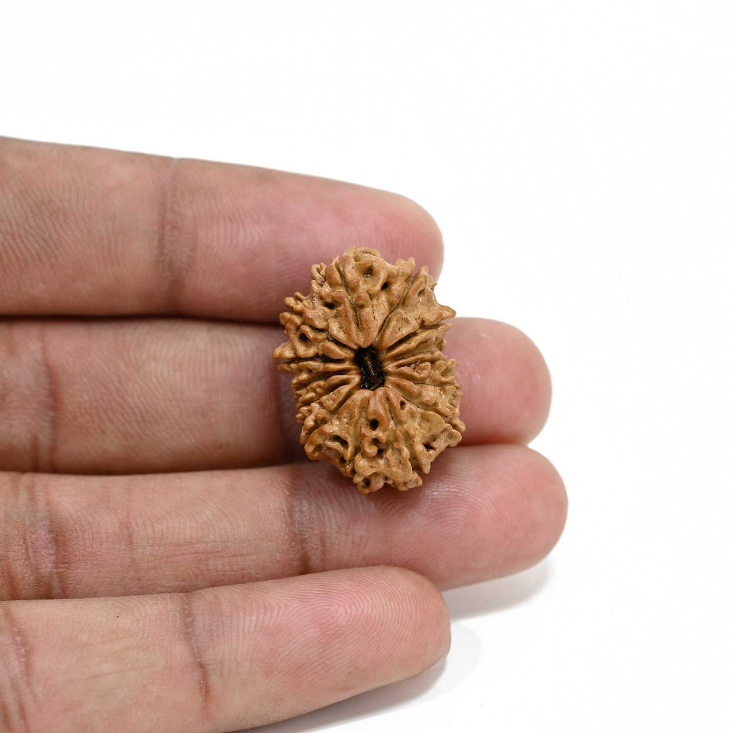 14 Mukhi Rudraksha 25.3 M.M.