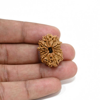 14 Mukhi Rudraksha 25.3 M.M.
