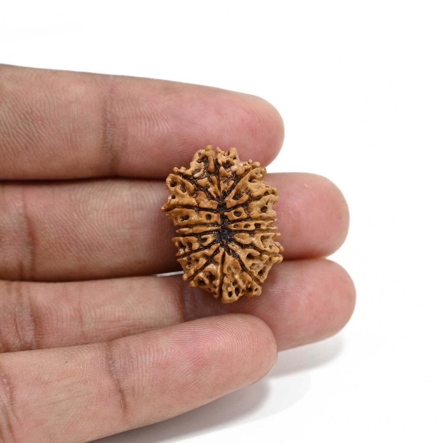 14 Mukhi Rudraksha 25.3 M.M.