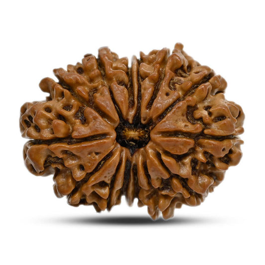 14 Mukhi Rudraksha 27.5 M.M.