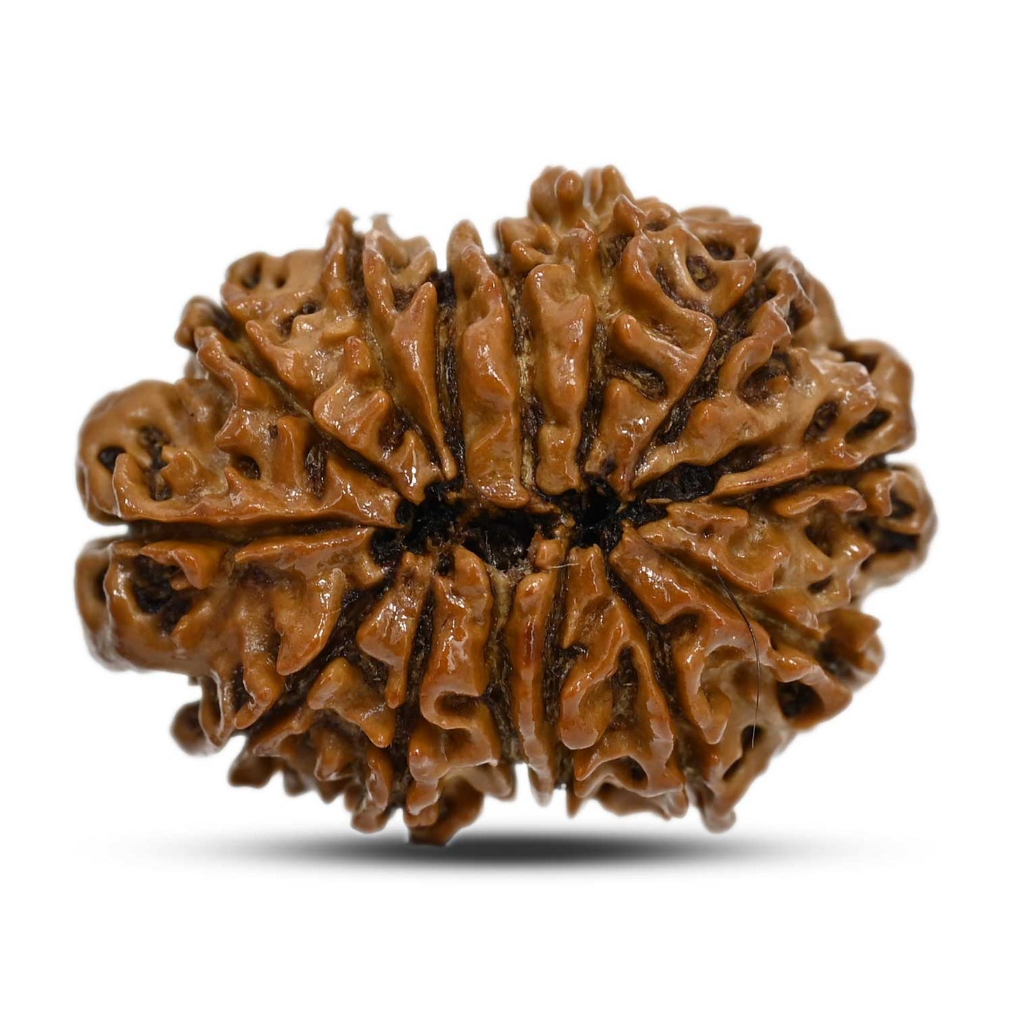 14 Mukhi Rudraksha 27.5 M.M.