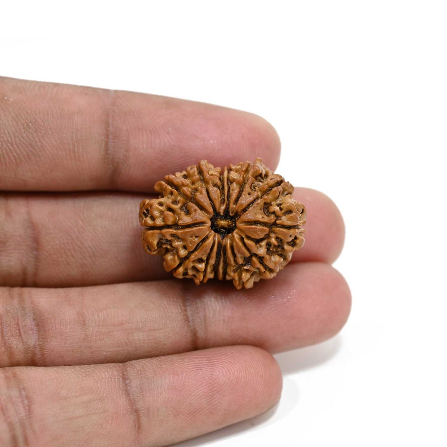14 Mukhi Rudraksha 27.5 M.M.