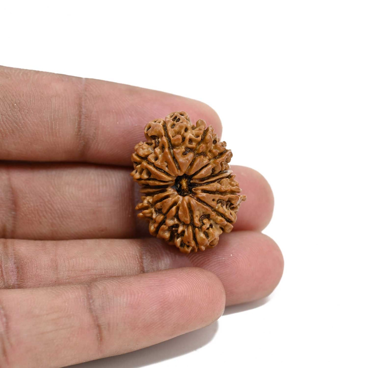 14 Mukhi Rudraksha 27.5 M.M.