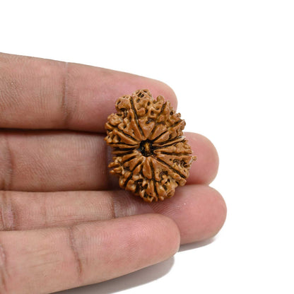 14 Mukhi Rudraksha 27.5 M.M.