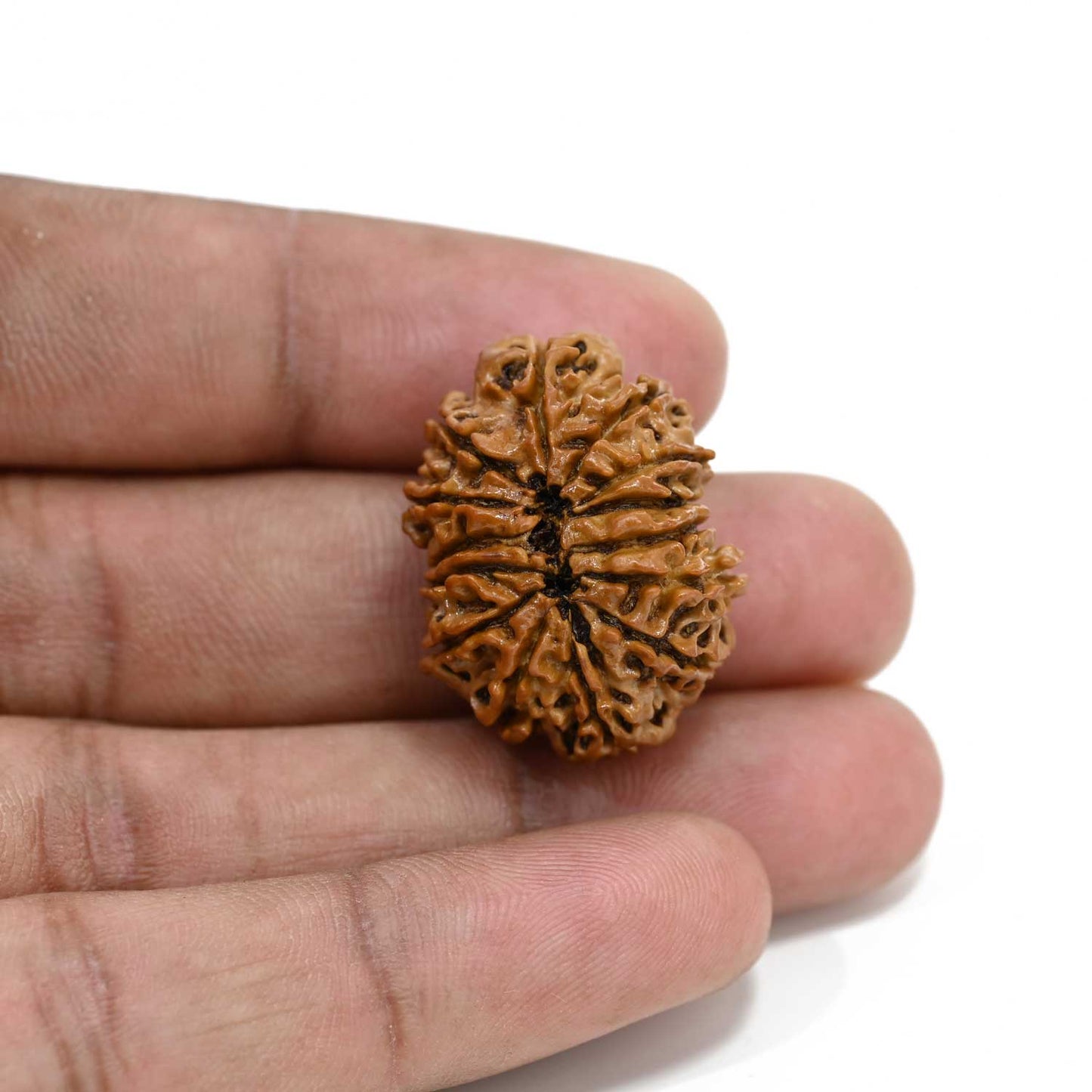 14 Mukhi Rudraksha 27.5 M.M.