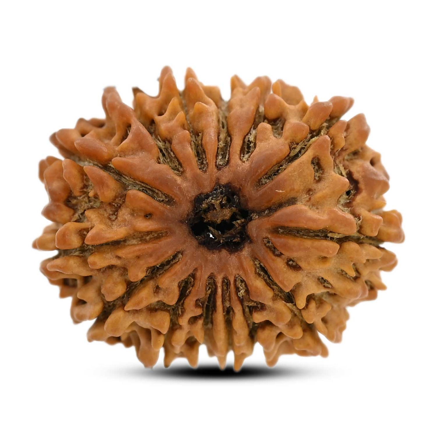 14 Mukhi Rudraksha (Nepal) 25.02 M.M.