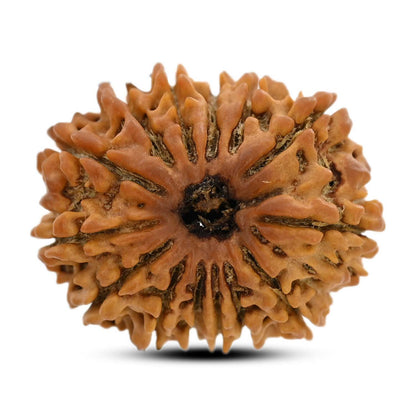 14 Mukhi Rudraksha (Nepal) 25.02 M.M.