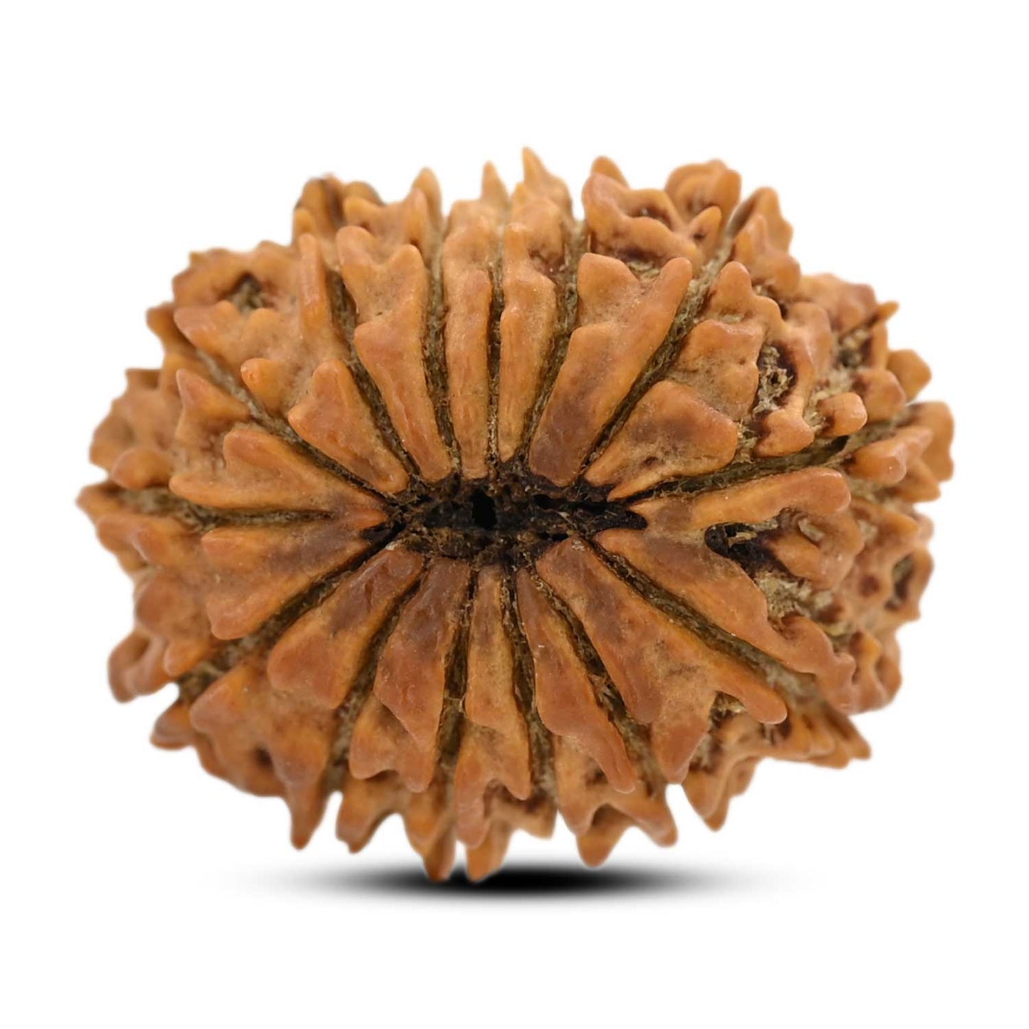 14 Mukhi Rudraksha (Nepal) 25.02 M.M.