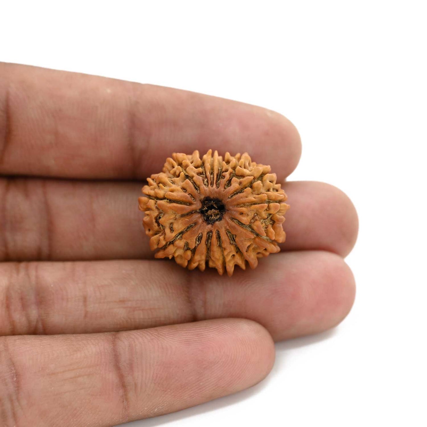 14 Mukhi Rudraksha (Nepal) 25.02 M.M.