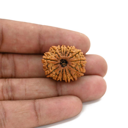 14 Mukhi Rudraksha (Nepal) 25.02 M.M.