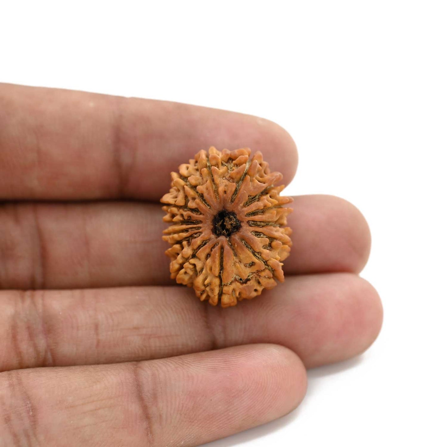 14 Mukhi Rudraksha (Nepal) 25.02 M.M.