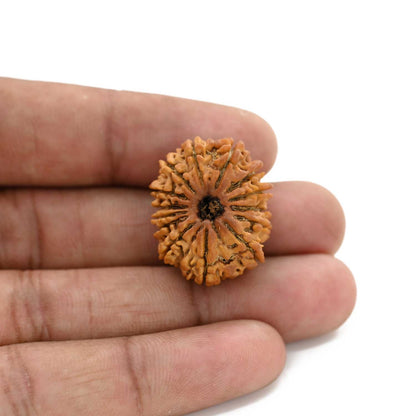 14 Mukhi Rudraksha (Nepal) 25.02 M.M.