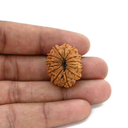 14 Mukhi Rudraksha (Nepal) 25.02 M.M.