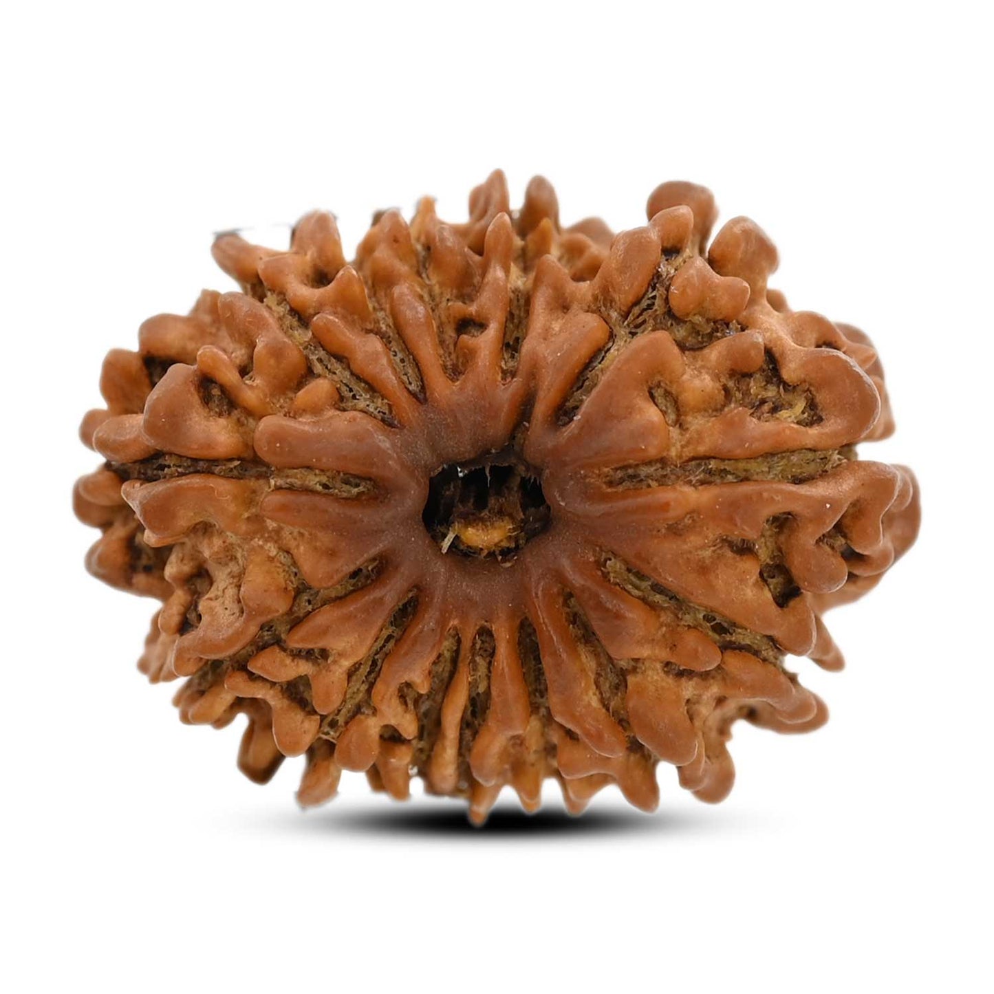 14 Mukhi Rudraksha (Nepal) 25.75 M.M.