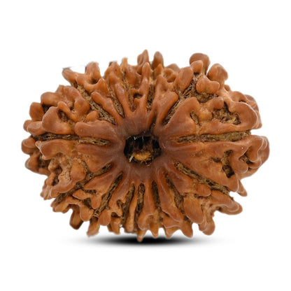 14 Mukhi Rudraksha (Nepal) 25.75 M.M.