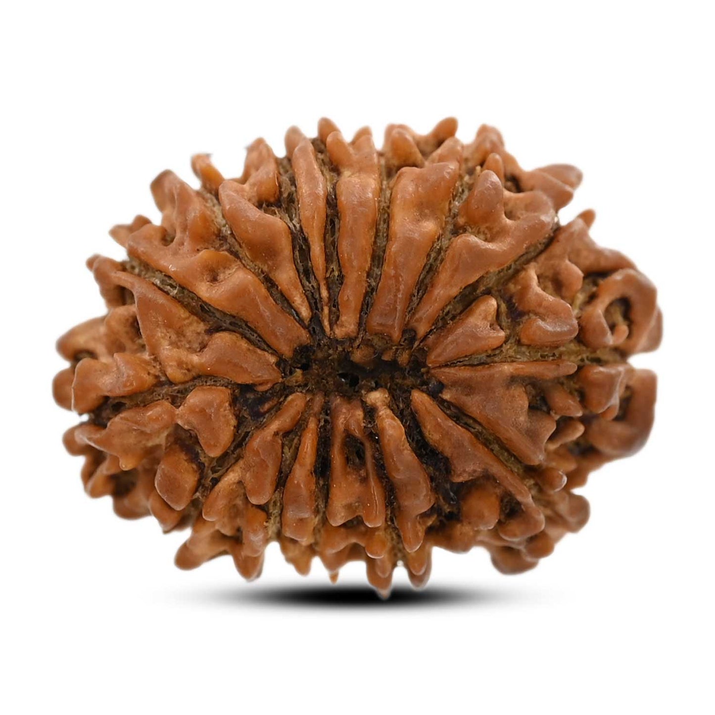 14 Mukhi Rudraksha (Nepal) 25.75 M.M.