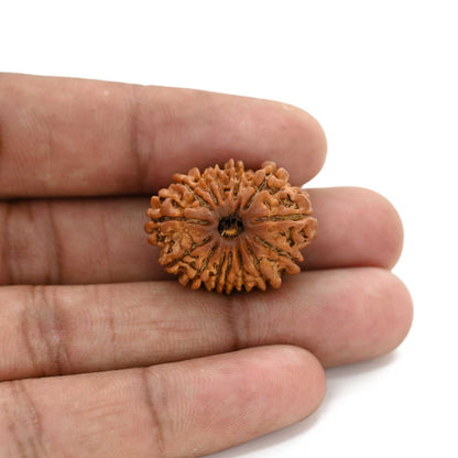 14 Mukhi Rudraksha (Nepal) 25.75 M.M.