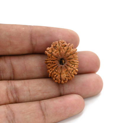 14 Mukhi Rudraksha (Nepal) 25.75 M.M.