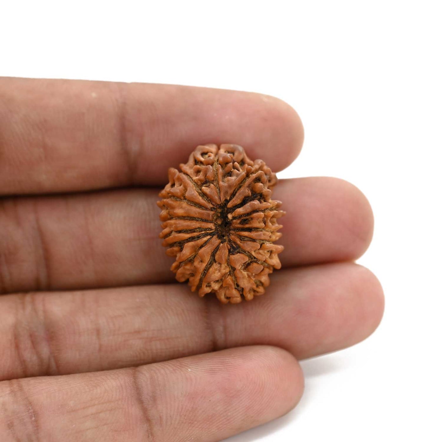 14 Mukhi Rudraksha (Nepal) 25.75 M.M.