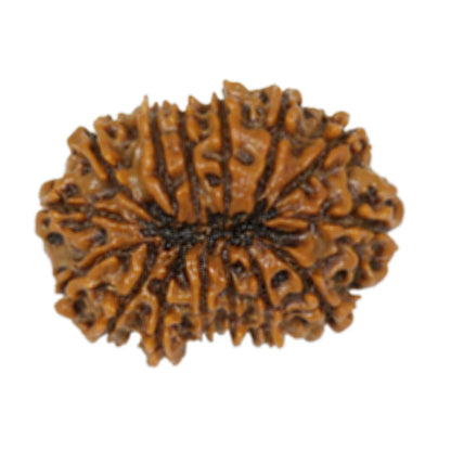 15 Mukhi Rudraksha (Nepal) 28.16 MM