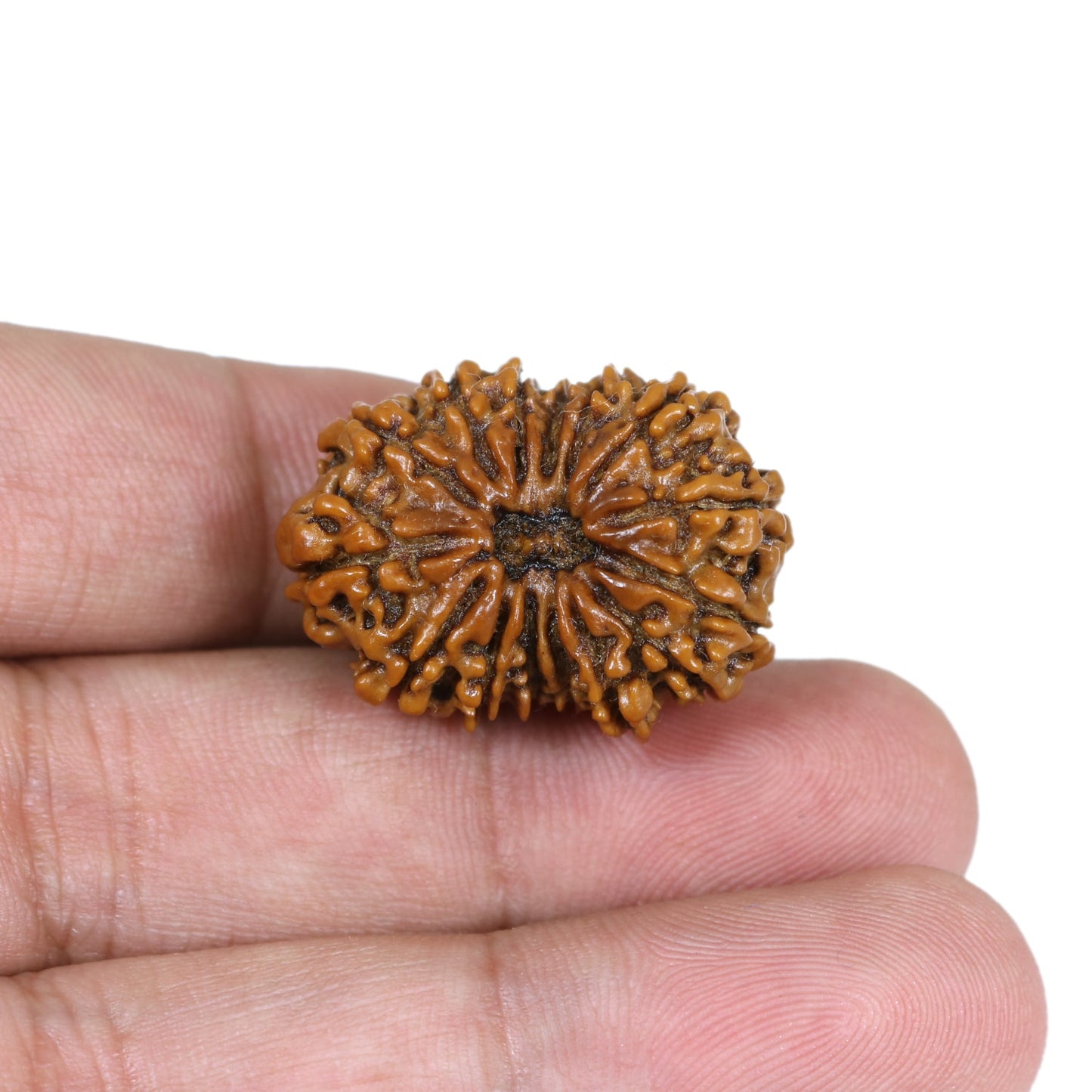 15 Mukhi Rudraksha (Nepal) 28.16 MM