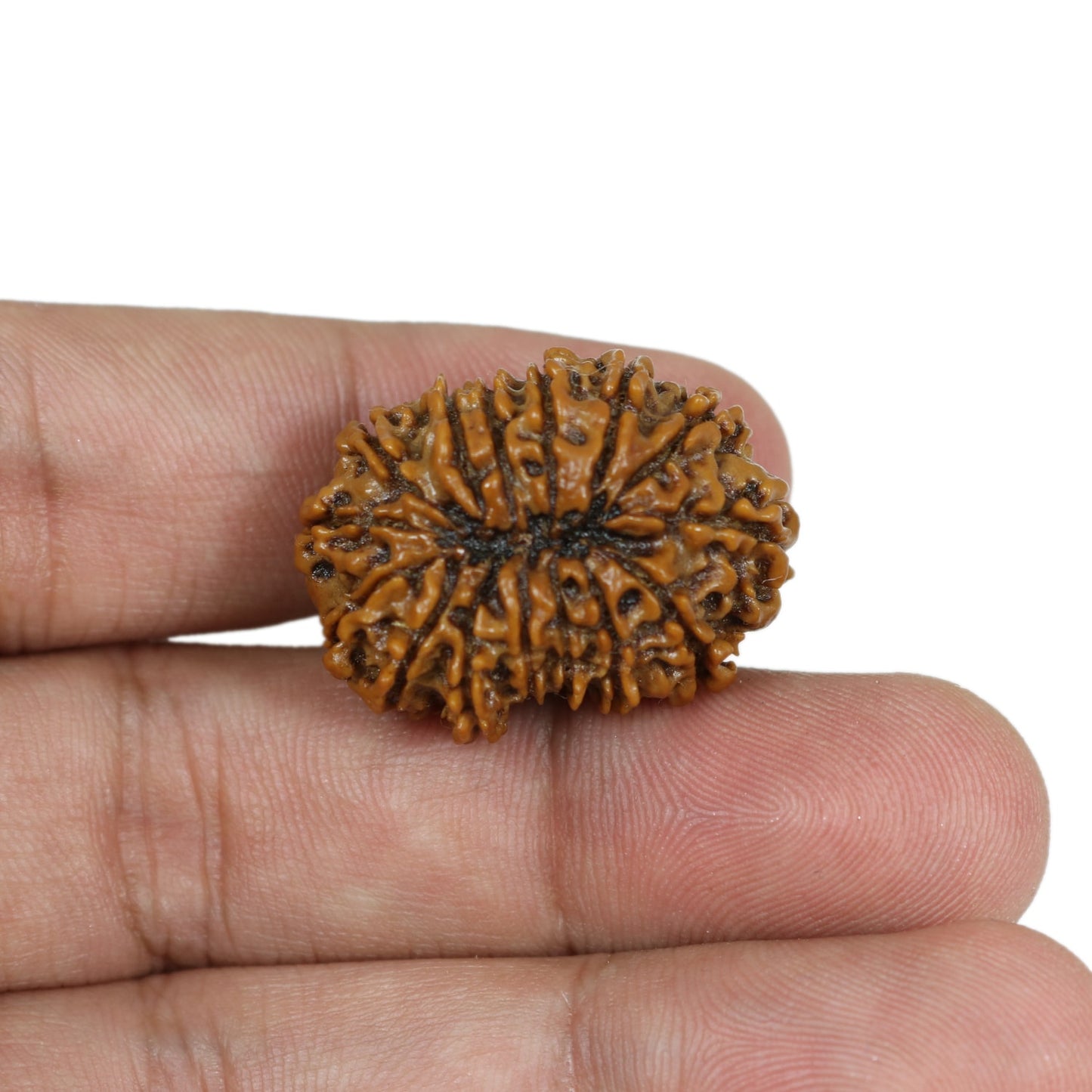 15 Mukhi Rudraksha (Nepal) 28.16 MM