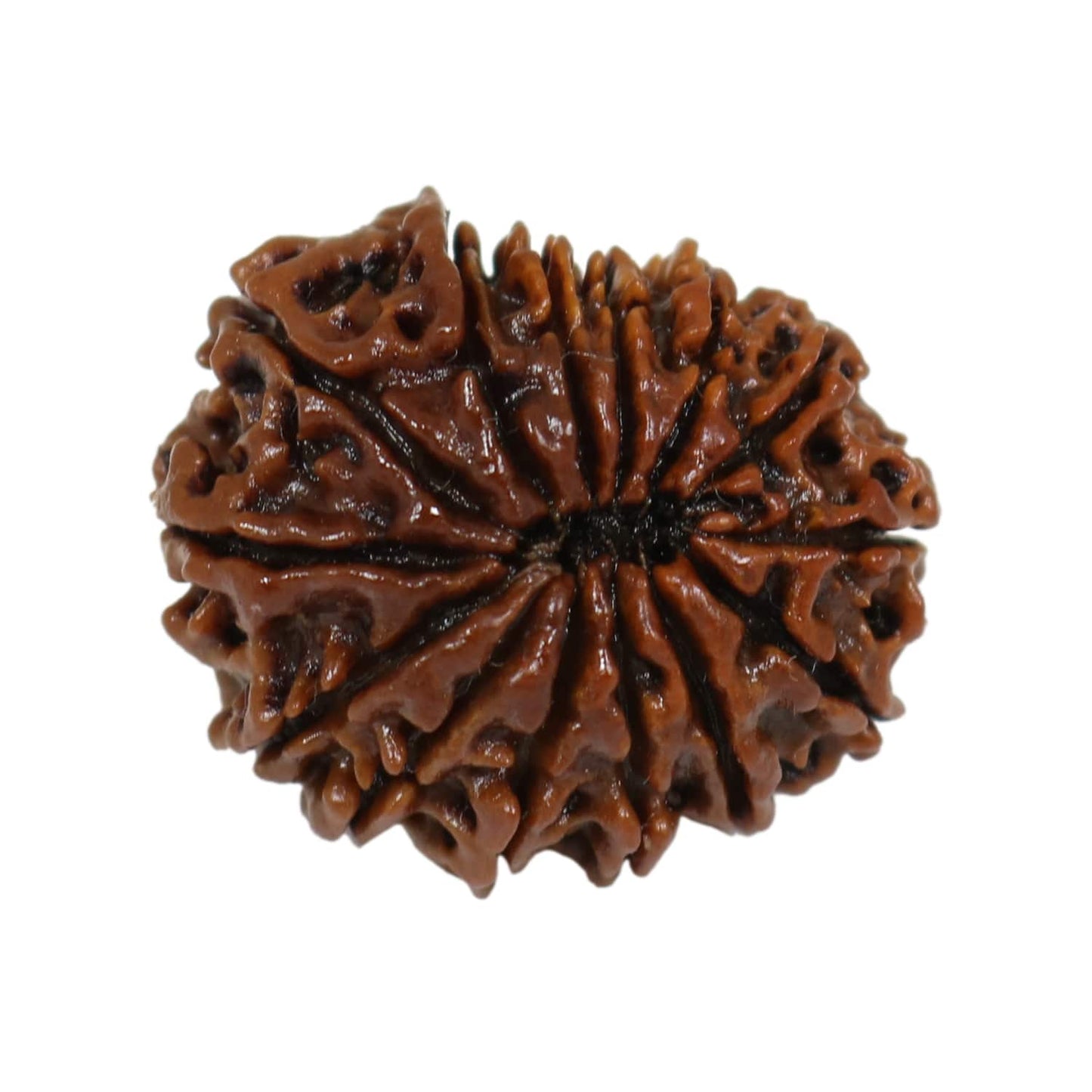 14 Mukhi Rudraksha (Nepal) 23.26 MM