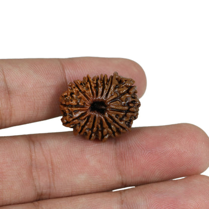 14 Mukhi Rudraksha (Nepal) 23.26 MM