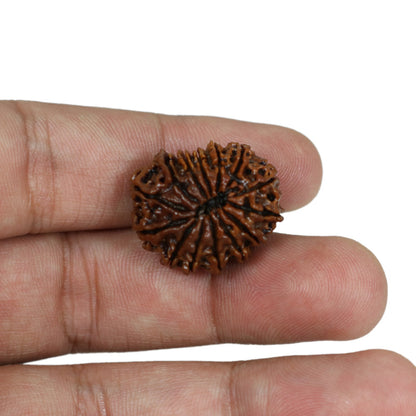 14 Mukhi Rudraksha (Nepal) 23.26 MM