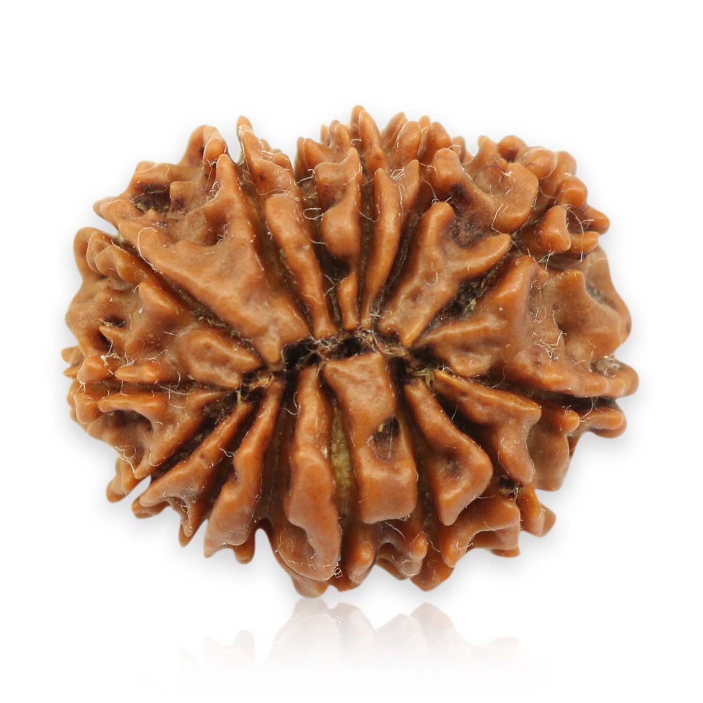 14 Mukhi Rudraksha (Nepal) 21.92 MM