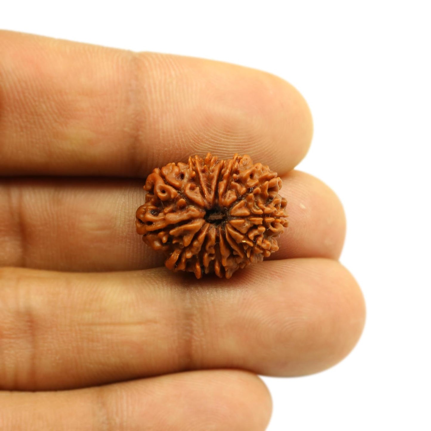 14 Mukhi Rudraksha (Nepal) 21.92 MM