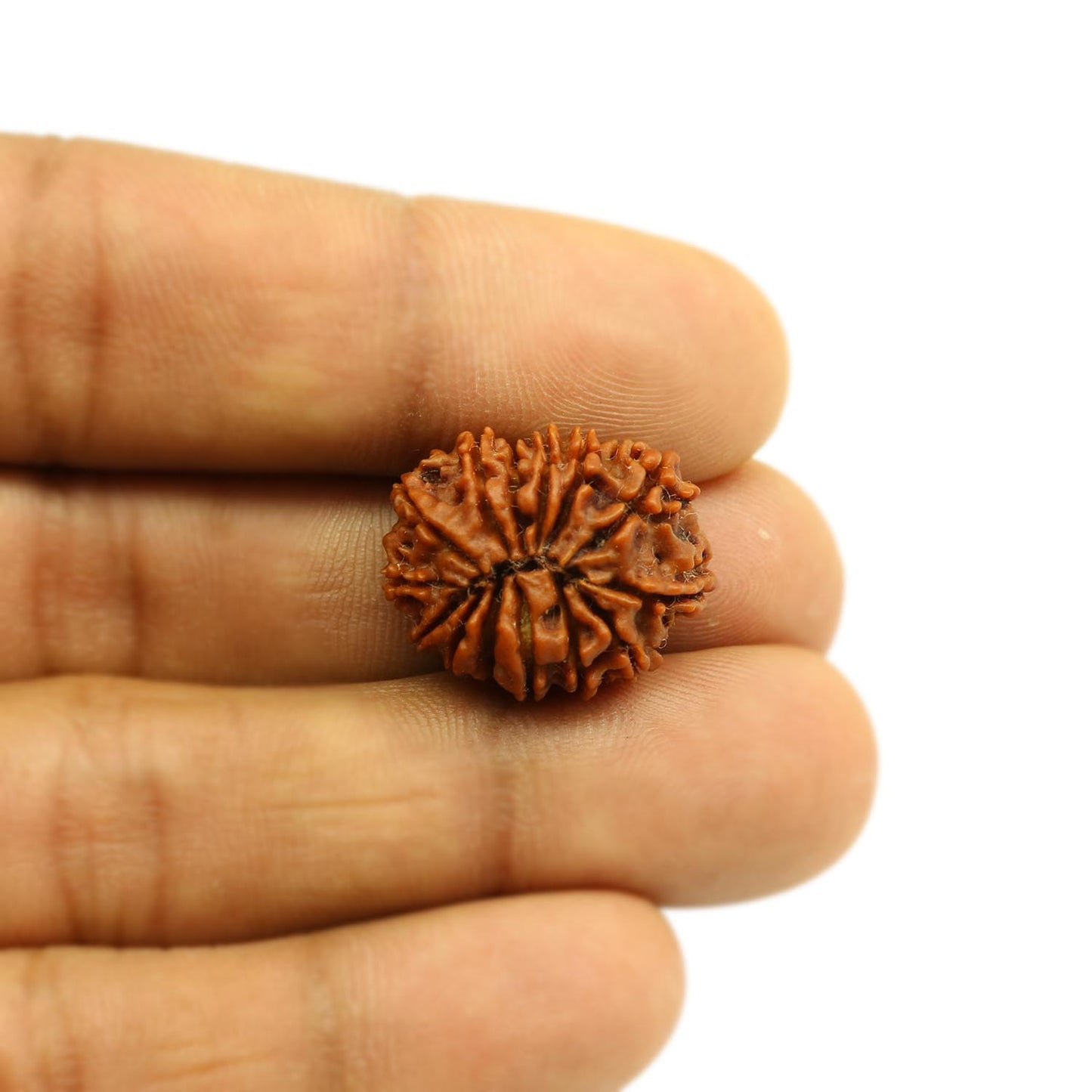 14 Mukhi Rudraksha (Nepal) 21.92 MM