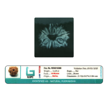 14 Mukhi Rudraksha (Nepal) 21.92 MM