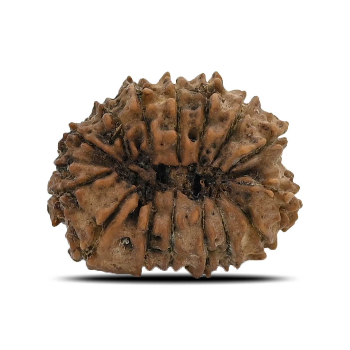 15 Mukhi Rudraksha (Nepal) 21.44 MM