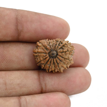 15 Mukhi Rudraksha (Nepal) 21.44 MM