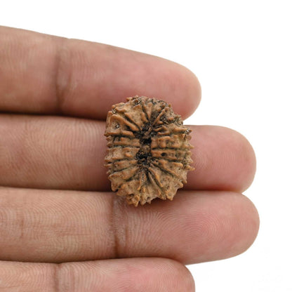 15 Mukhi Rudraksha (Nepal) 21.44 MM