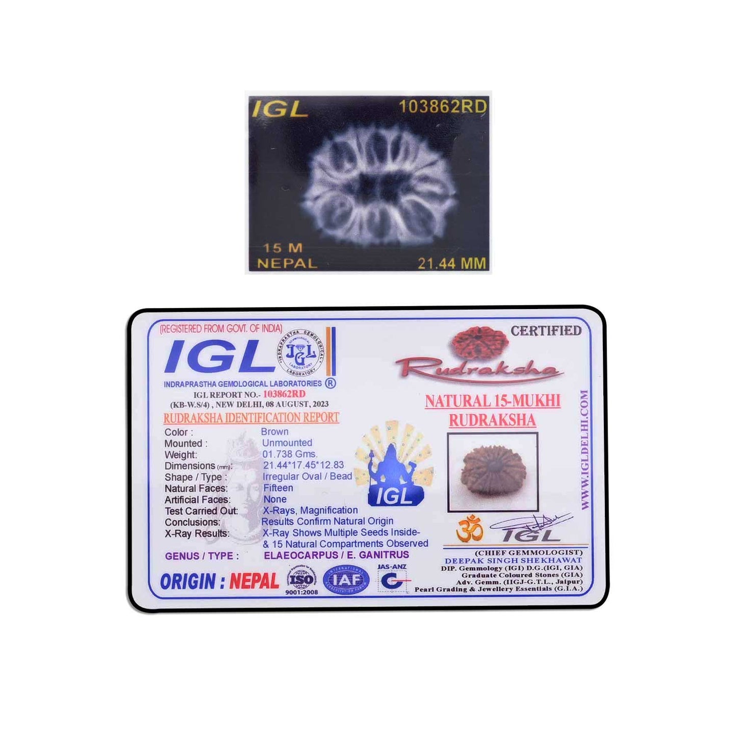 15 Mukhi Rudraksha (Nepal) 21.44 MM