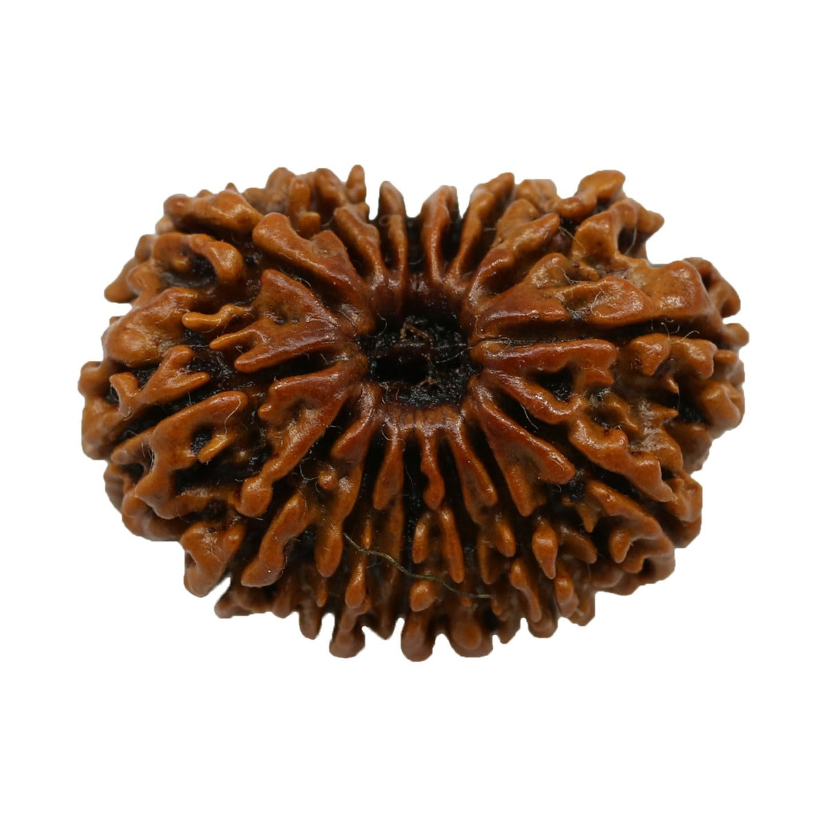 15 Mukhi Rudraksha (Nepal) 24.6 MM