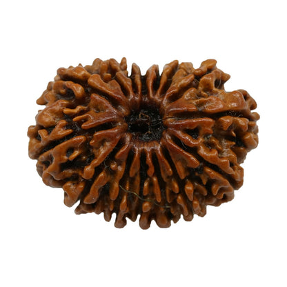15 Mukhi Rudraksha (Nepal) 24.6 MM