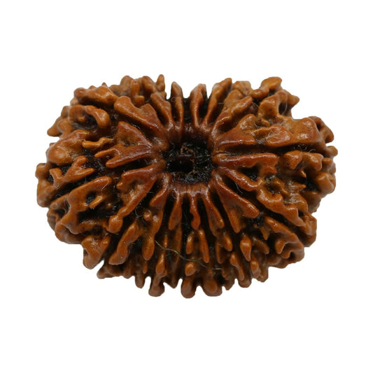 15 Mukhi Rudraksha (Nepal) 24.6 MM