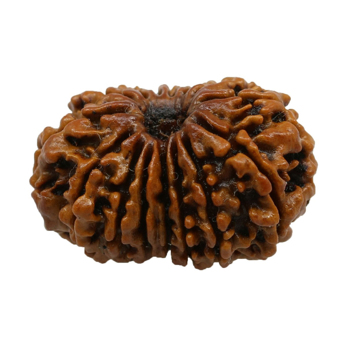 15 Mukhi Rudraksha (Nepal) 24.6 MM