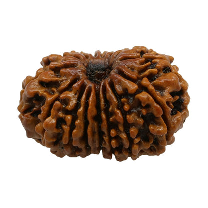 15 Mukhi Rudraksha (Nepal) 24.6 MM