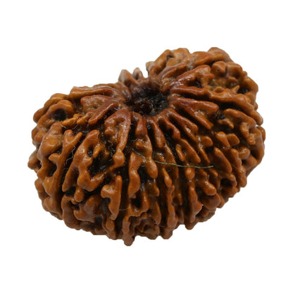 15 Mukhi Rudraksha (Nepal) 24.6 MM