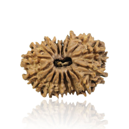 16 Mukhi Rudraksha