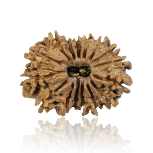 16 Mukhi Rudraksha