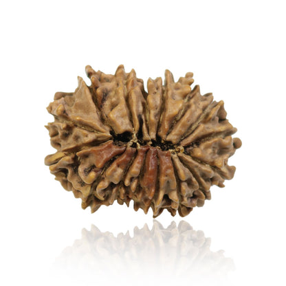 16 Mukhi Rudraksha