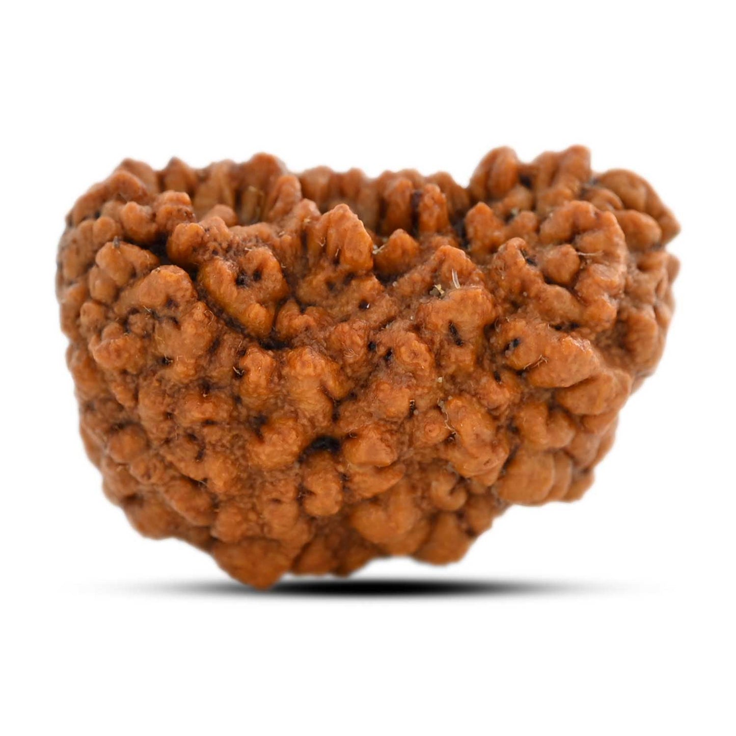 1 mukhi kaju shape Indian Rudraksha 30.45 M.M.