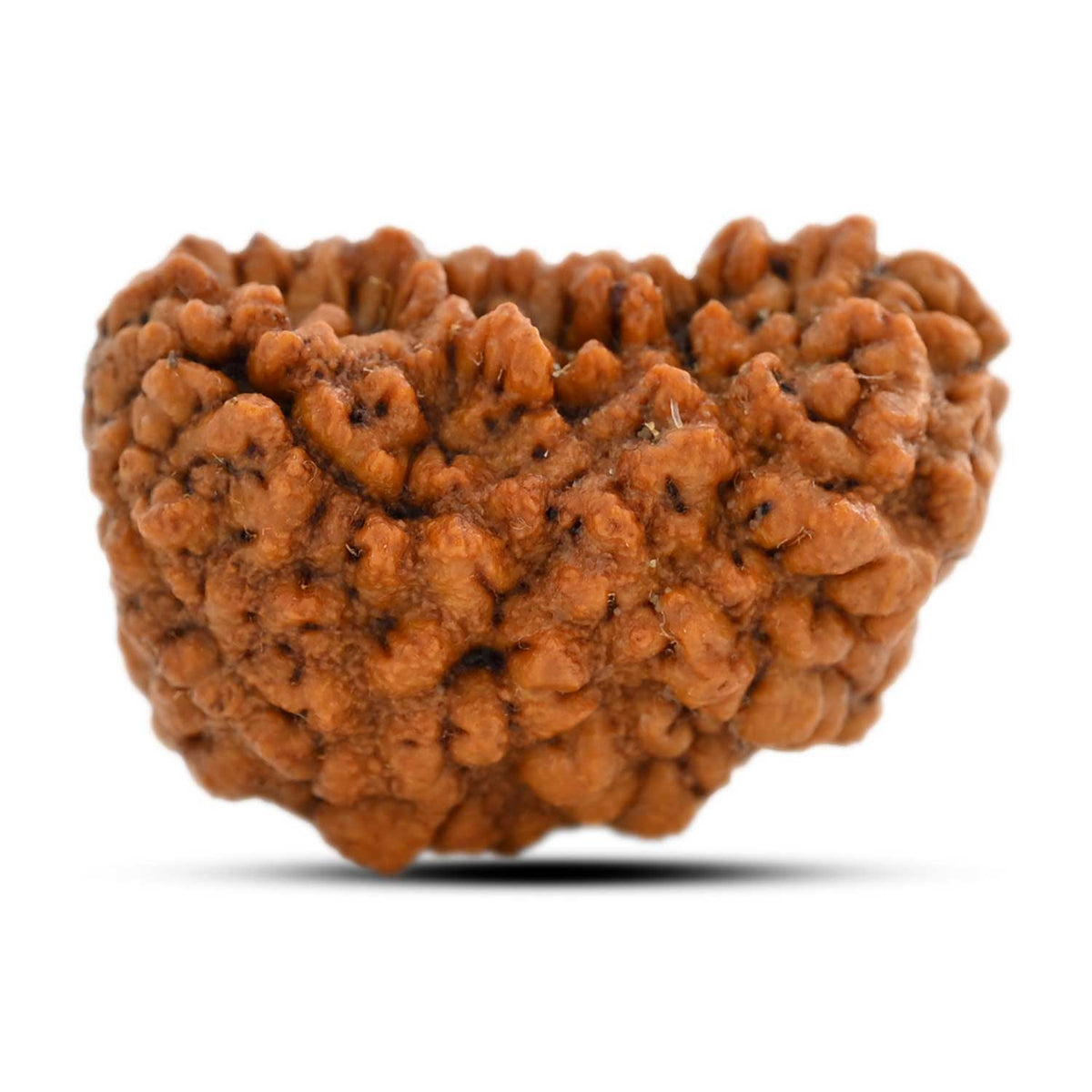 1 mukhi kaju shape Indian Rudraksha 30.45 M.M.